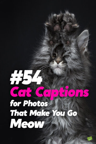 54 Cat Captions for Photos That Make You Go Meow