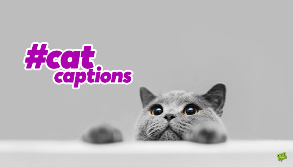 Cat Captions.