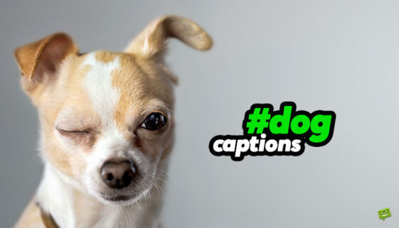 Dog captions.