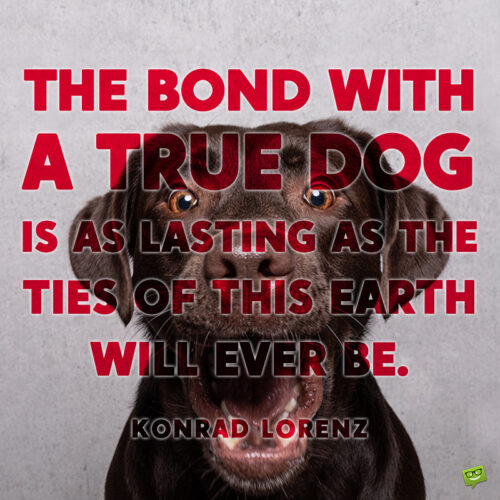 Dog love quote to note and share.