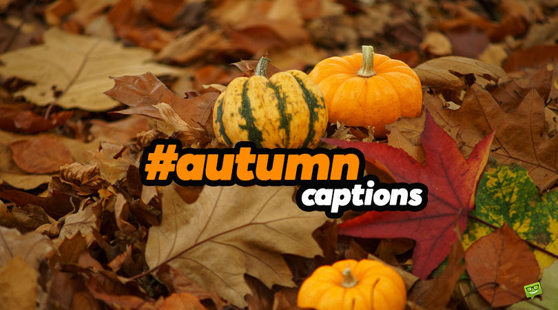 51 Fall Captions for your Colorful Autumn Pics