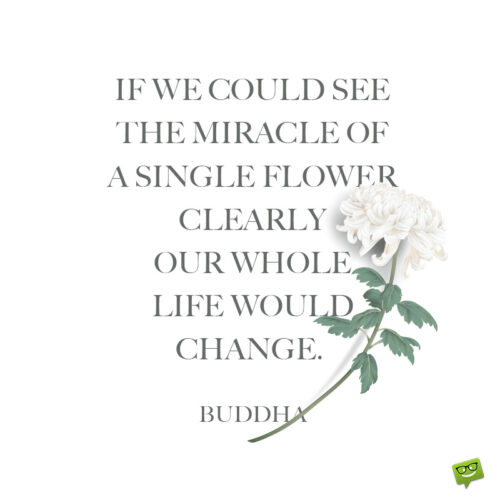 Flower quote about life for contemplation.