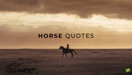 Horse quotes.