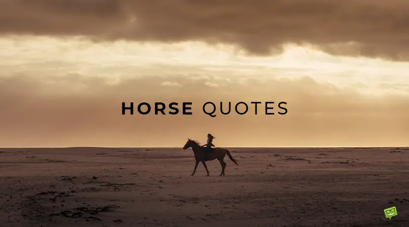 Horse quotes.