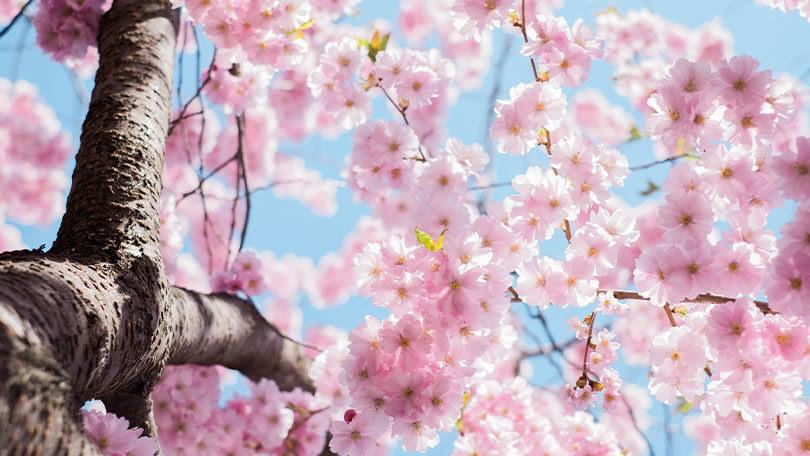 65 Best Spring Quotes to Welcome the Fresh Green Season