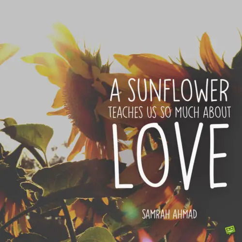 Sunflower quote to note and share.