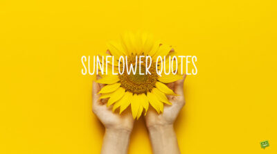 Sunflower quotes.