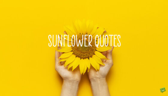Sunflower quotes.