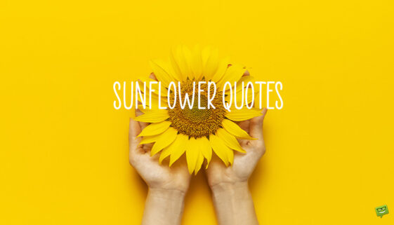 Sunflower quotes.