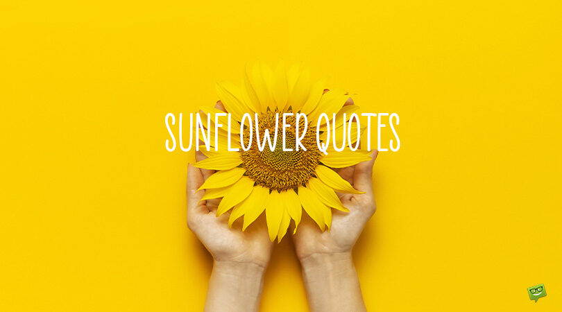 Seeds of Love | 100+ Sunflower Quotes
