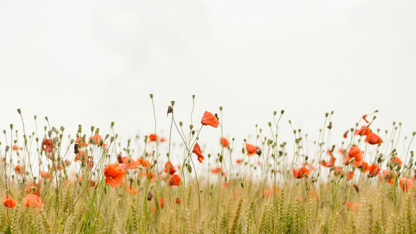 Best 40+ Wildflower Quotes About Beauty, Change and Resilience