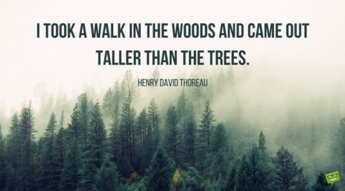 I took a walk in the woods and came out taller than the trees. Henry David Thoreau.