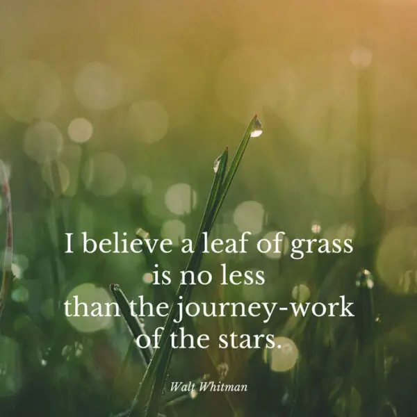 I believe a leaf of grass, is no less than the journey-work of the stars. Walt Whitman