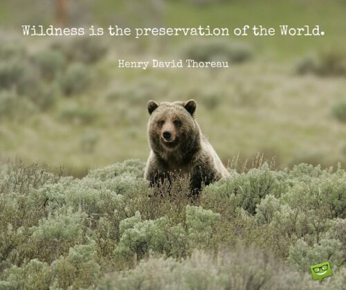 Wildness is the preservation of the World. Henry David Thoreau.