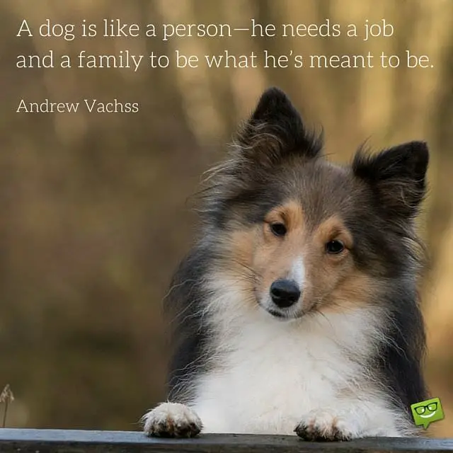 A dog is like a person -he needs a job and a family to be what he's meant to be. Andrew Vachss