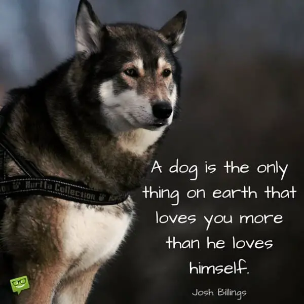 A dog is the only thing on earth that loves you more than he loves himself. Josh Bilings