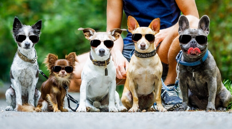 165 Quotes About Dogs And The People Who Love Them