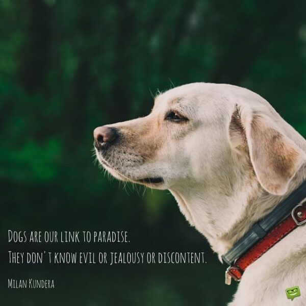 Dogs are our link to paradise. The don't know evil or jealousy or discontent. Milan Kundera.