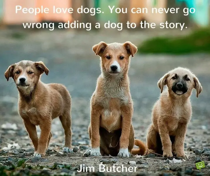 People love dogs. You can never go wrong adding a dog to the story. Jim Butcher