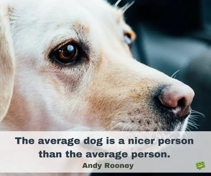 The average dog is a nicer person than the average person. Andy Rooney