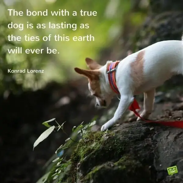 The bond with a true dog is as lasting as the ties of this earth will ever be. Konrad Lorenz