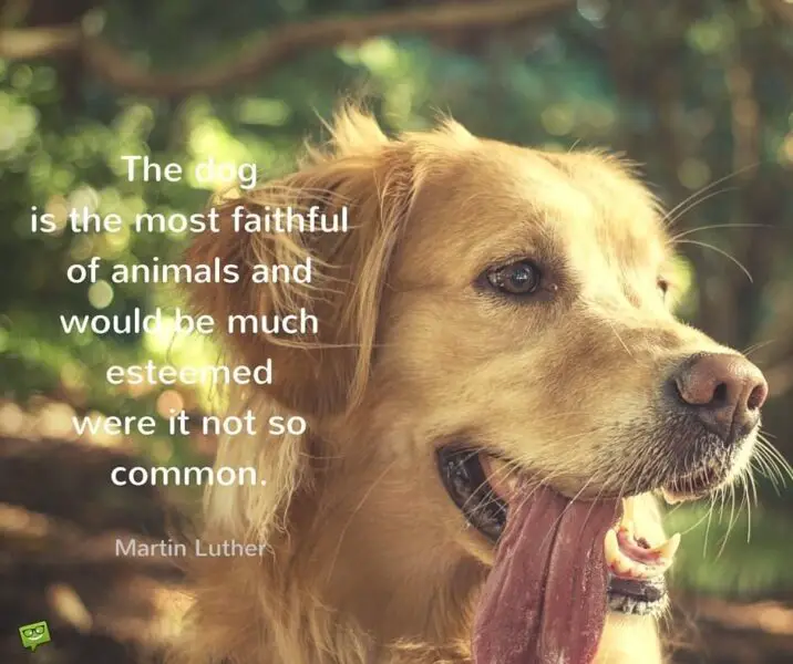The dog is the most faithful of animals and would be much esteemed were it not so common. Martin Luther.