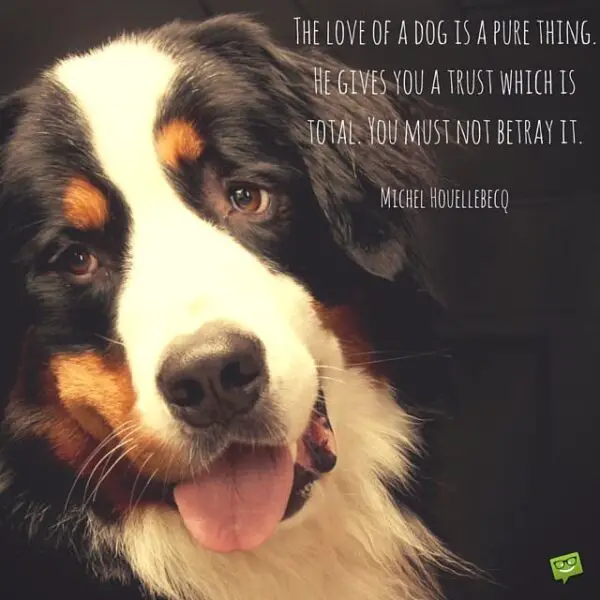 The love of a dog is a pure thing. He gives you a trust which is total. You must not betray it. Michel Houellebecq