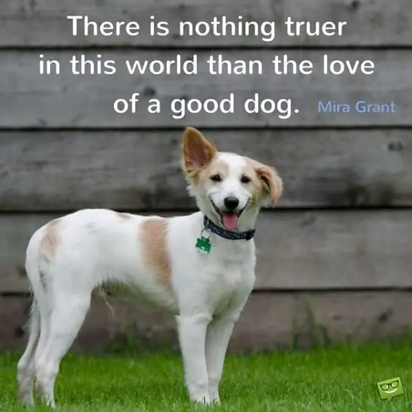 There is nothing truer in this world than the love of a good dog.