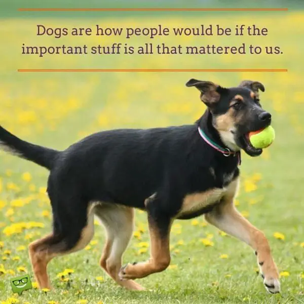 Dogs are how people would be if the important stuff is all that mattered to us.