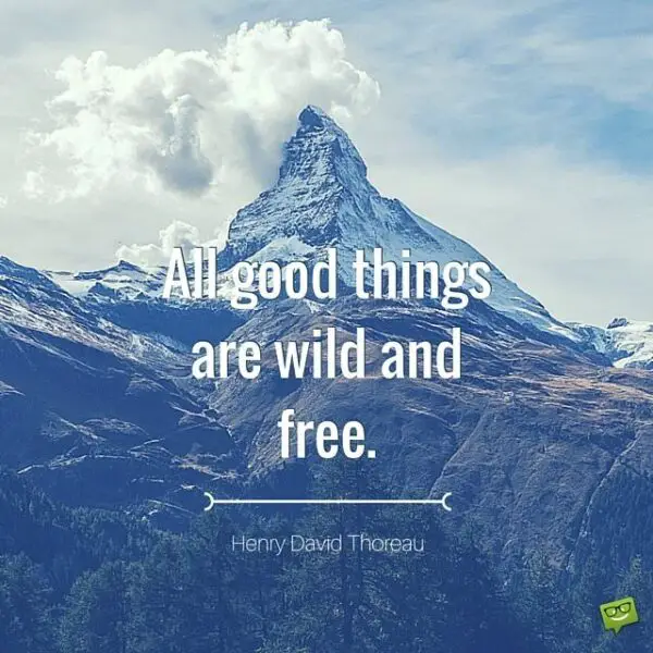 All good things are wild and free. Henry David Thoreau.
