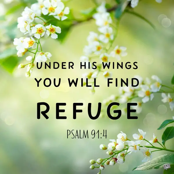 Under his wings you will find refuge. Psalm 91:4