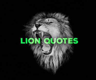 lion-quotes-social