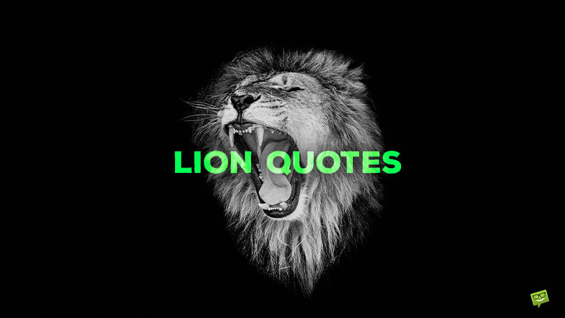 72 Lion Quotes to Make You Roar Fiercely
