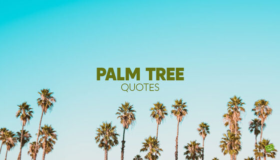 palm-tree-quotes-social