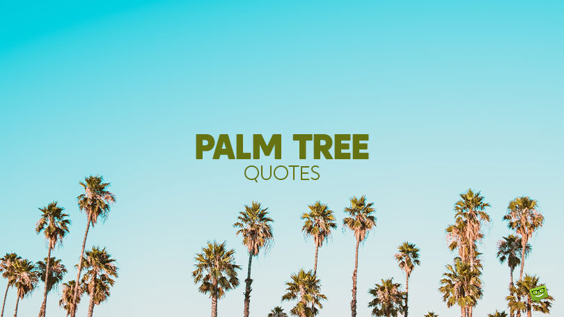 60 Palm Tree Quotes and Captions for Hammock Daydreams