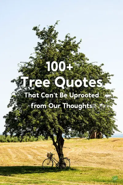 100+ Tree Quotes That Can't Be Uprooted from Our Thoughts