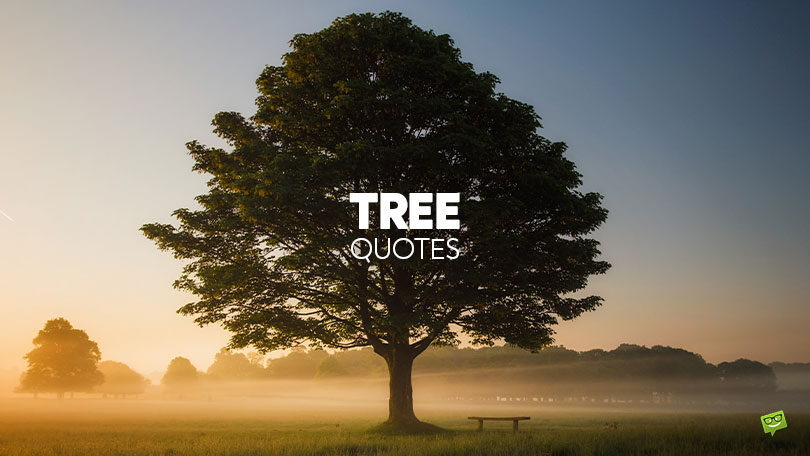 100+ Tree Quotes That Can’t Be Uprooted from Our Thoughts